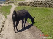 image ingapirca4-jpg