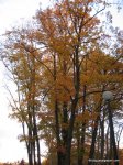 image img_1915-jpg